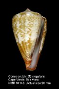 Conus crotchii (f) irregularis (11)